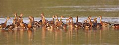 Plumed Whistling-Duck